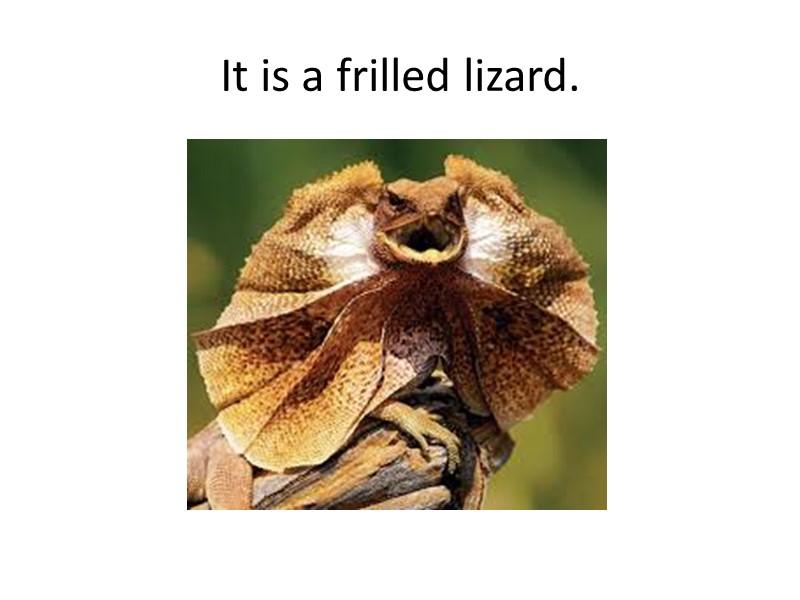 It is a frilled lizard.